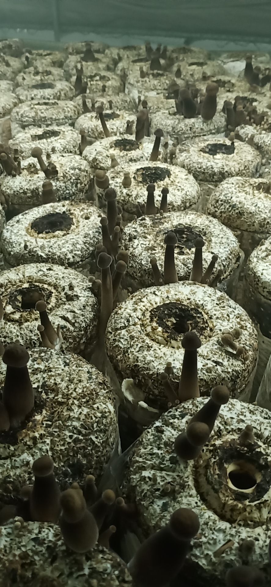 鸡枞菌菌种 黑皮鸡枞菌种