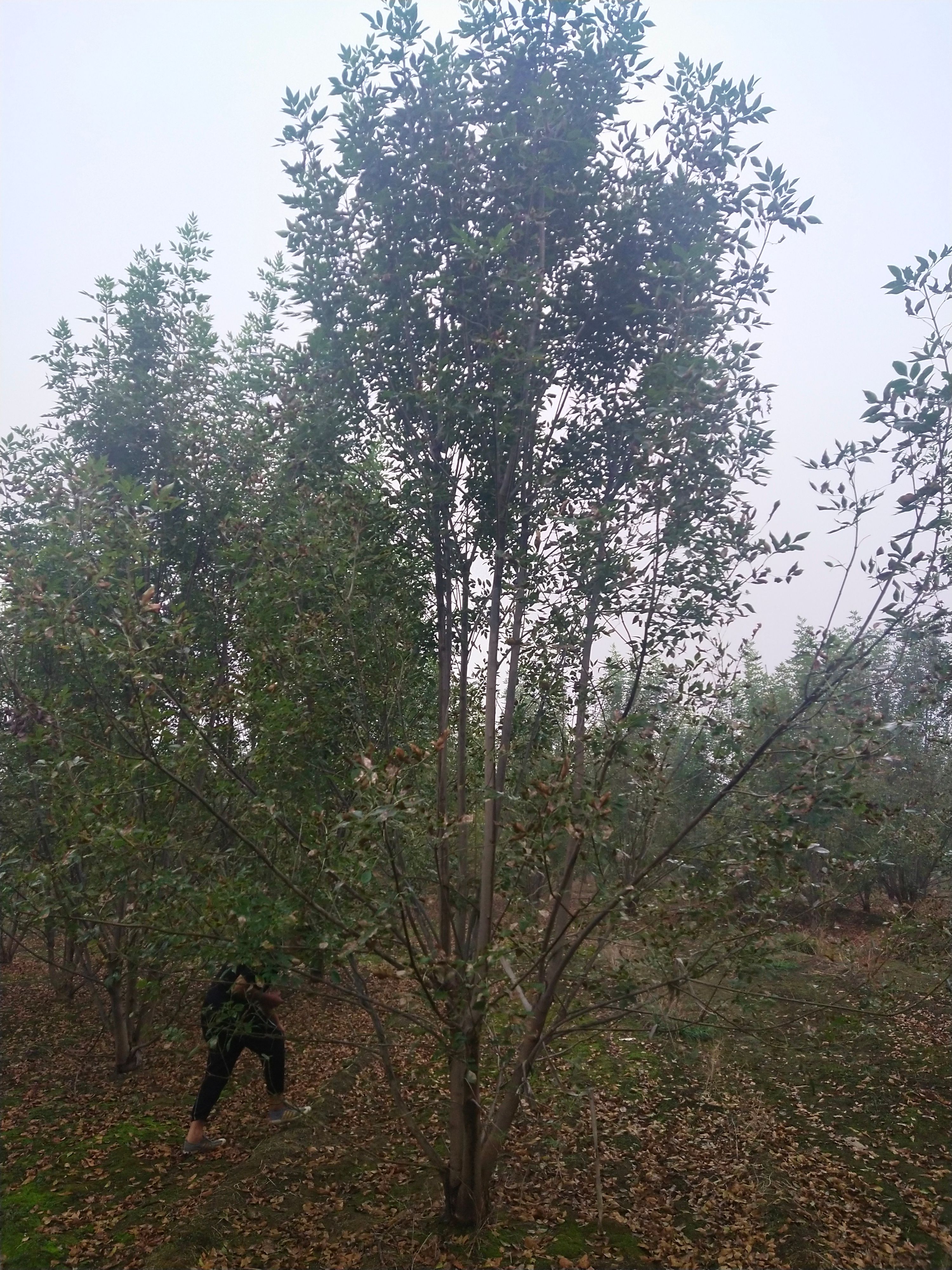  丛生白蜡 地产标志性绿化 大气上档次 3－10米高