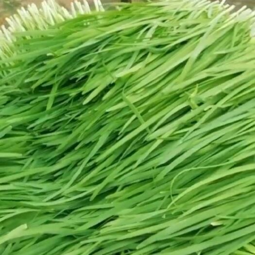 平湖市 精品韭菜
