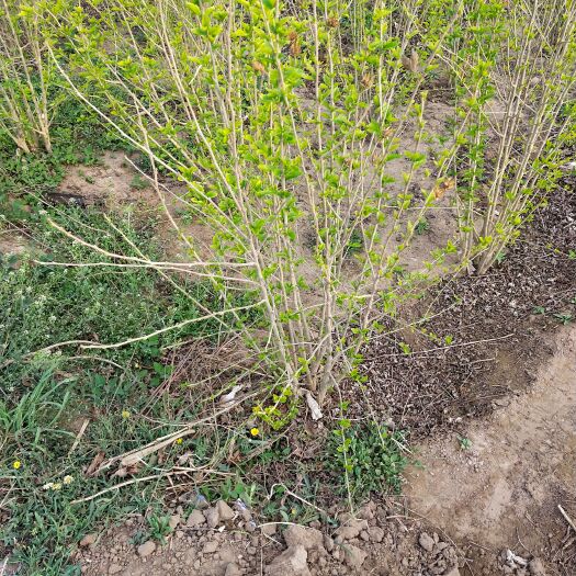 博野县棣棠花 棣棠 60－120厘米 大量出售 苗圃直销