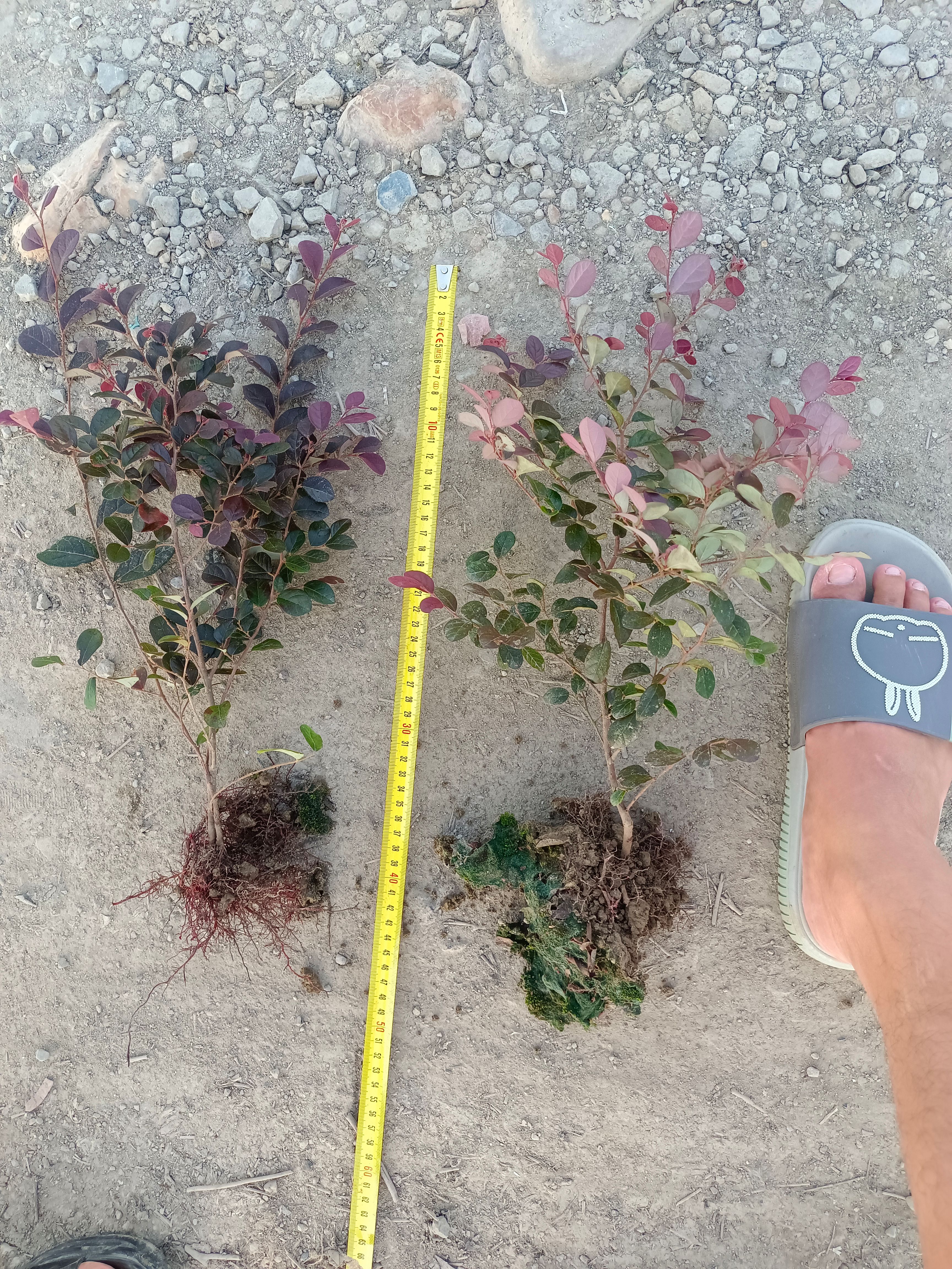 红花继木 杆子粗 分支多 黑珍珠 双面红