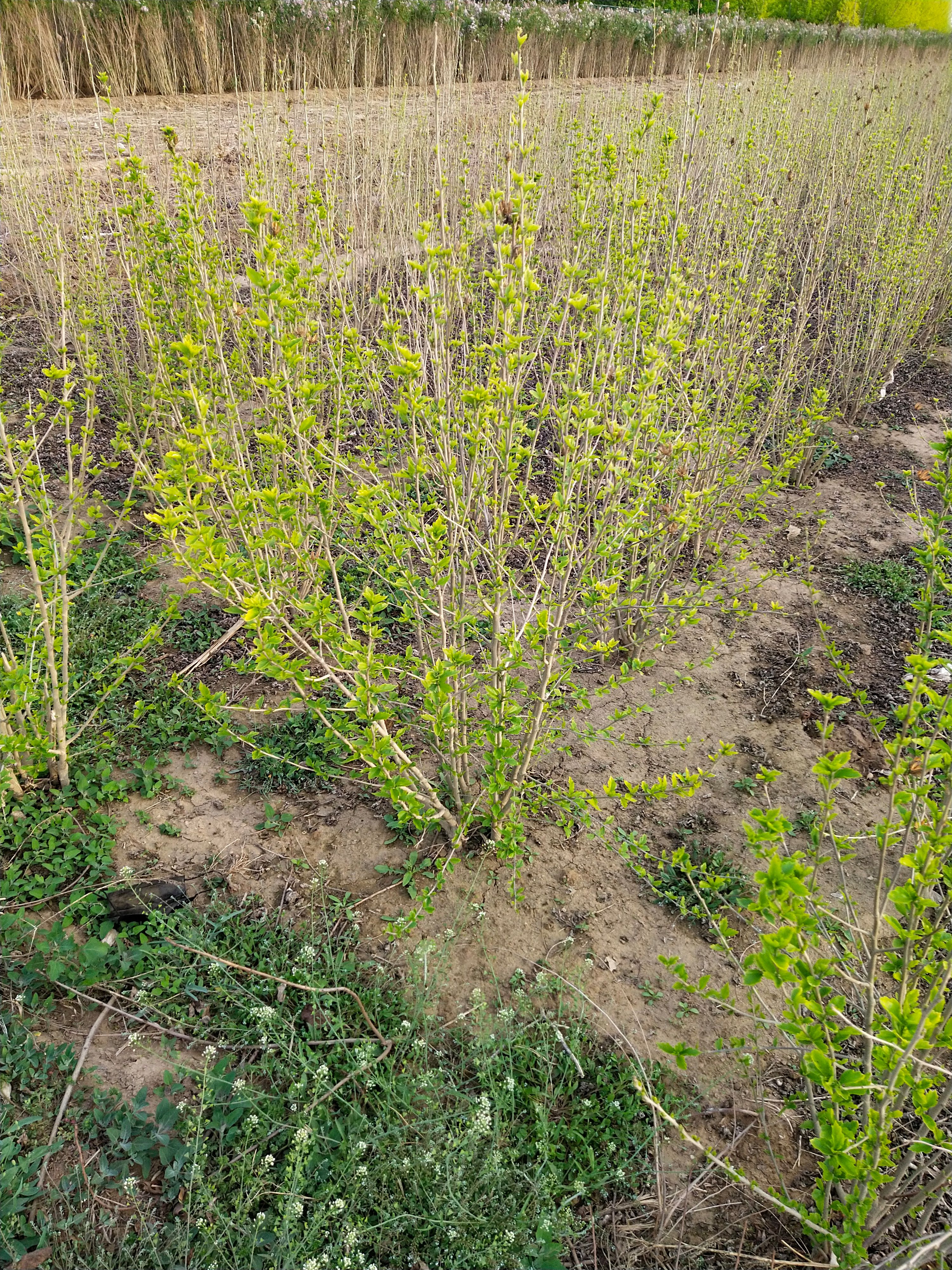 棣棠花 棣棠 60－120厘米 大量出售 苗圃直销