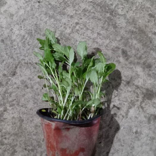 丹阳市 美丽月见草
