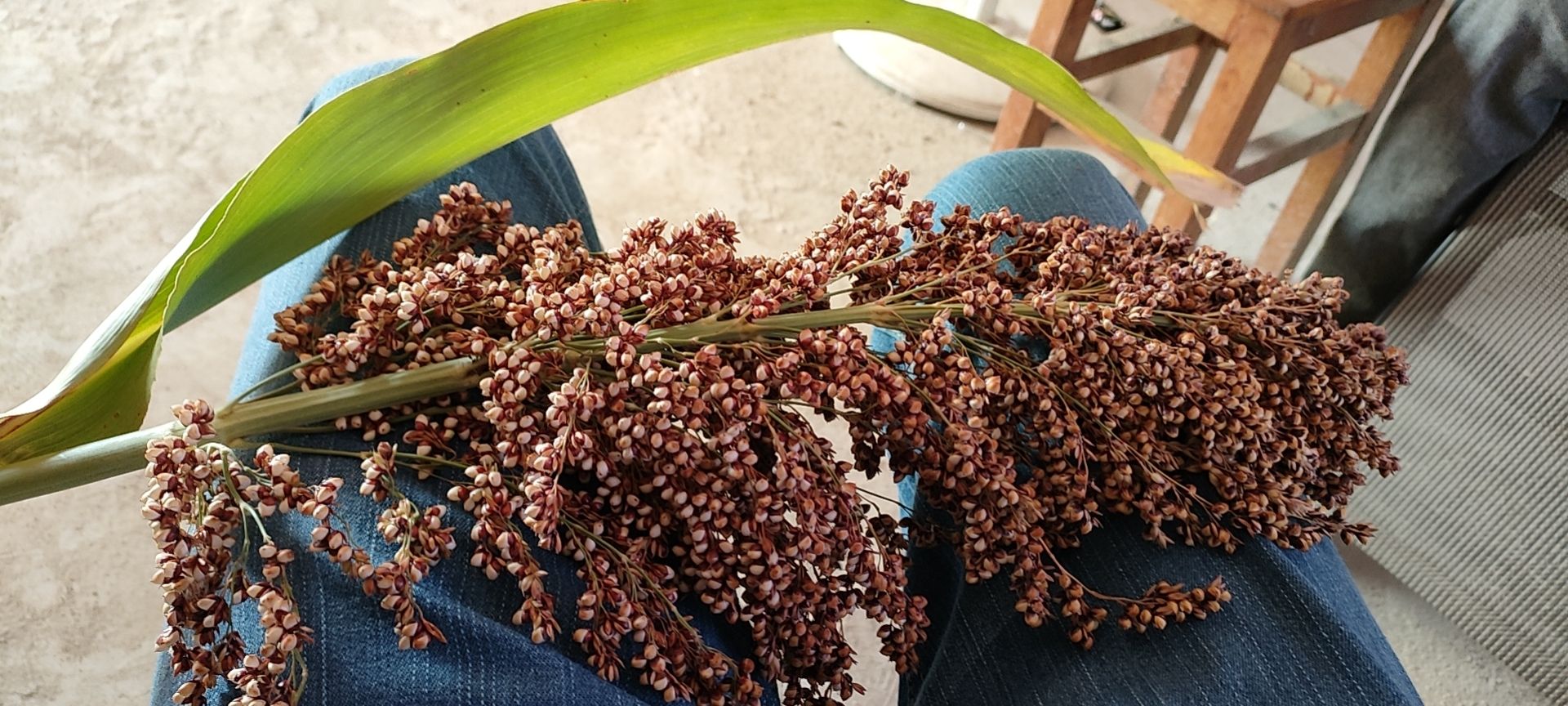 红缨子高粱种植伙伴