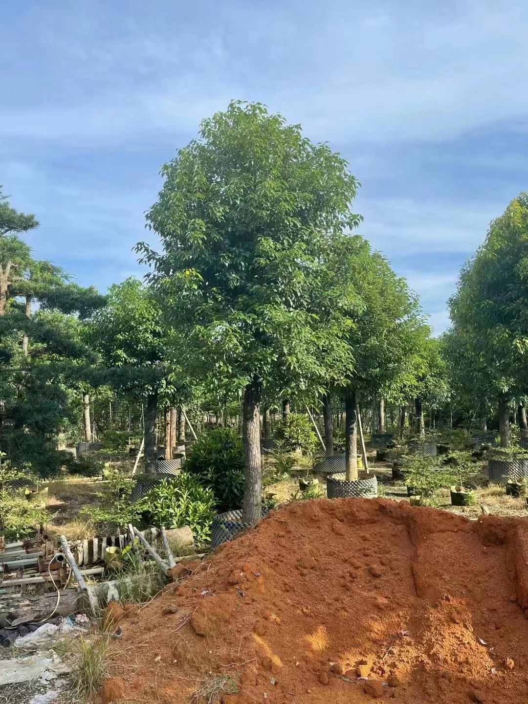 小叶樟 香樟