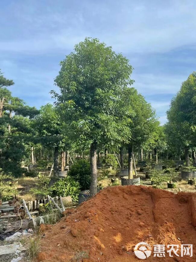 小叶樟 香樟