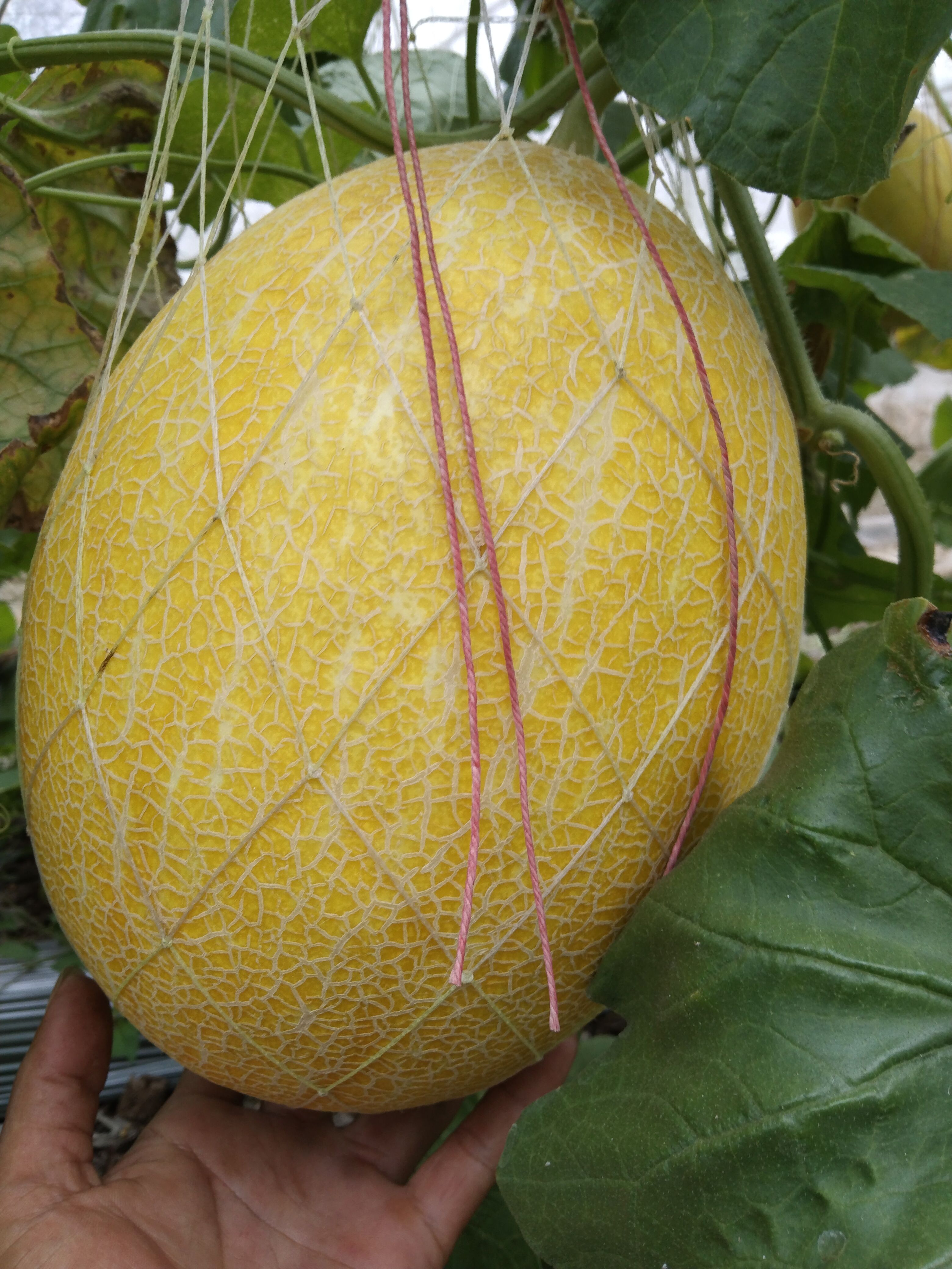 晓蜜25号  广西武鸣大棚哈密瓜耀龙25号k11，金凤凰