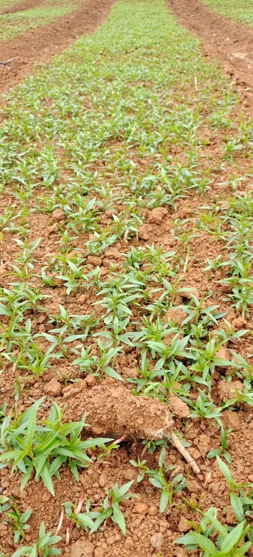 毛桃苗  实地直供，毛桃小苗  ，桃芽苗