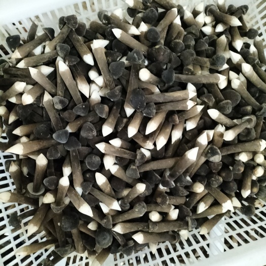 太康县鸡枞菌 黑皮鸡枞食用菌