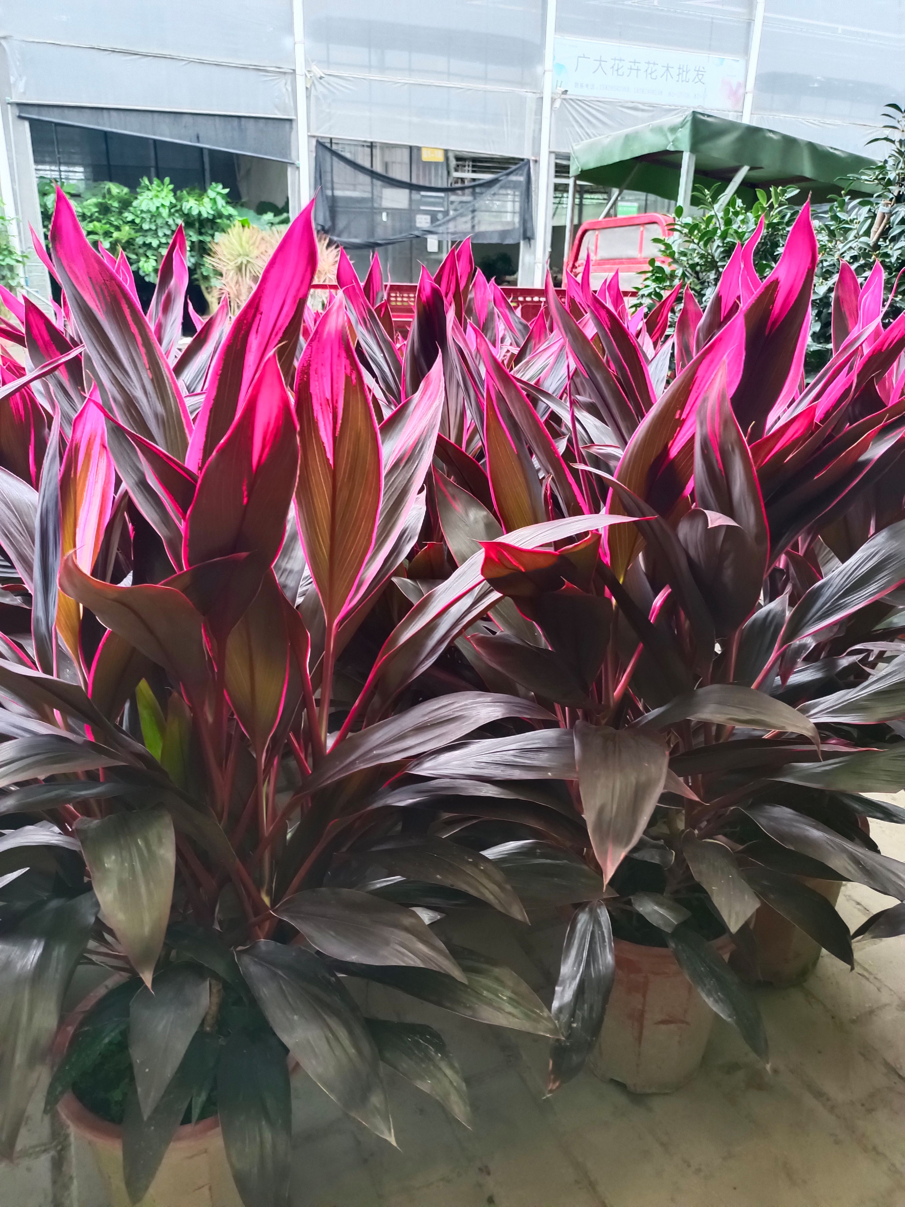 红叶朱蕉、也叫金边朱蕉，现在比较喜欢带颜色的植物。