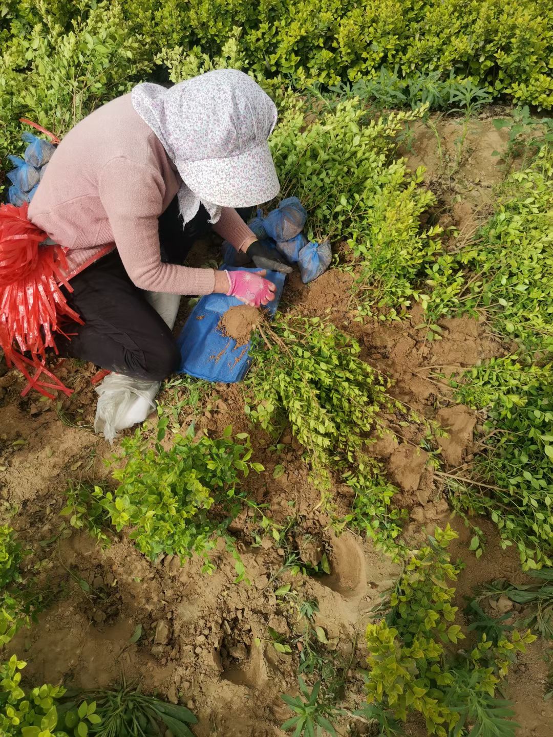 金葉女貞苗 金葉女貞 60－80高，苗圃大量出售 質(zhì)優(yōu)價廉