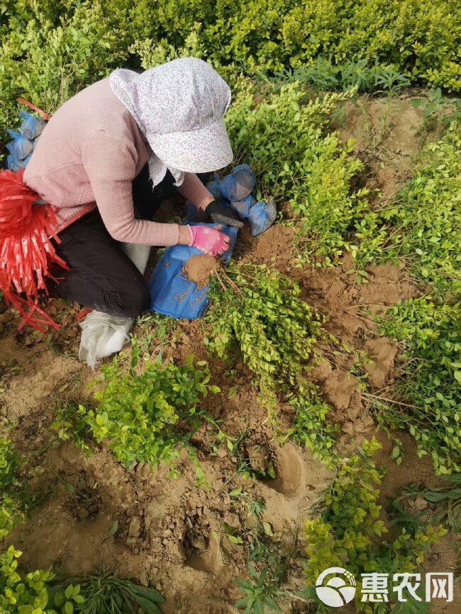 金叶女贞苗 金叶女贞 60－80高，苗圃大量出售 质优价廉