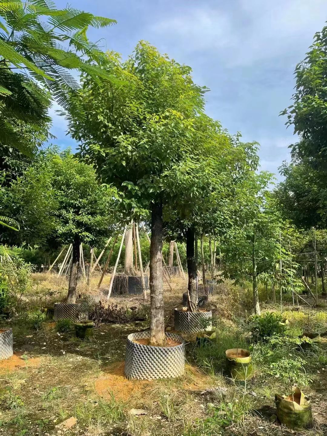 小叶樟 香樟