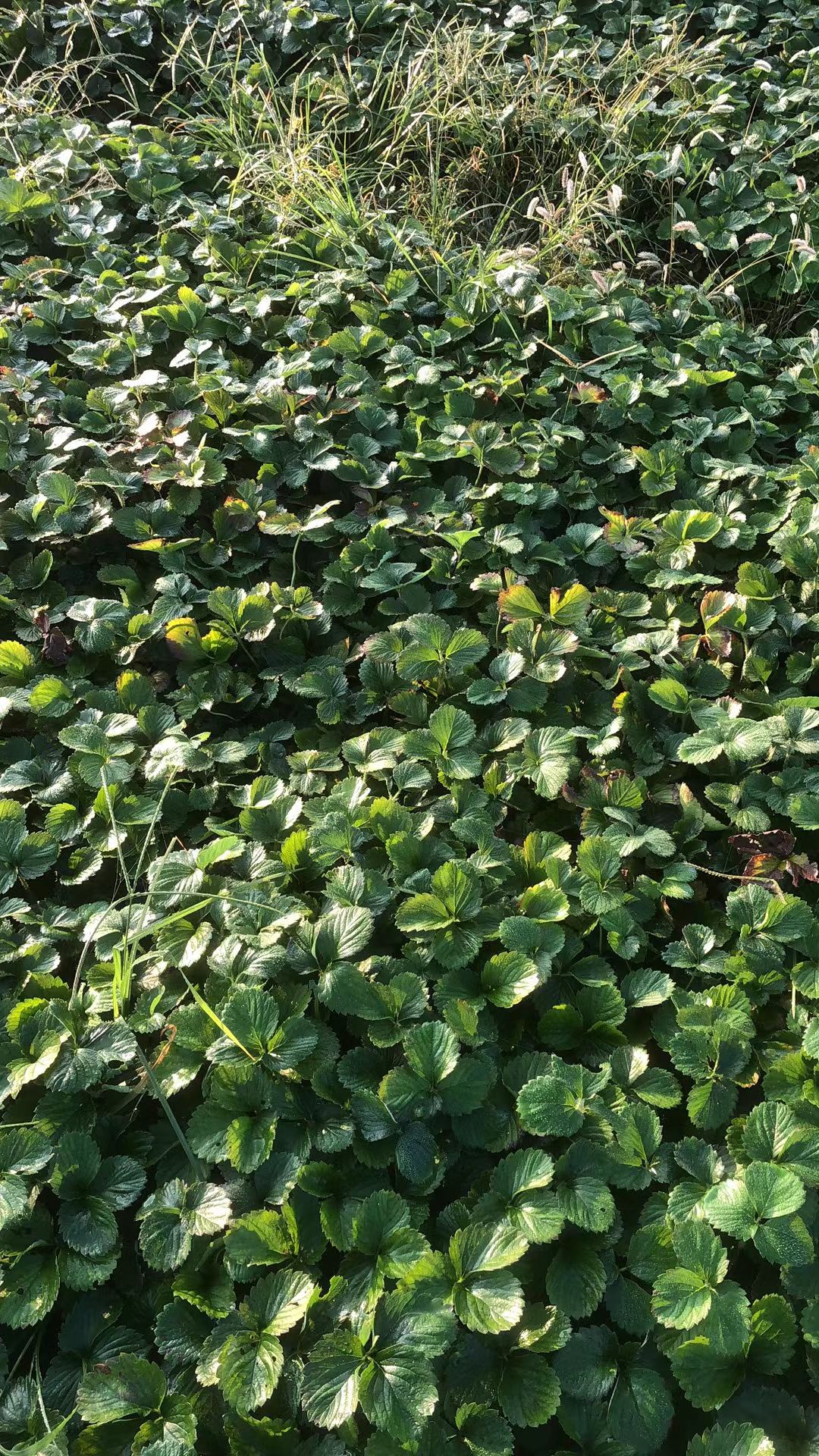 宁玉草莓苗 大叶宁玉草莓苗脱毒苗土球苗