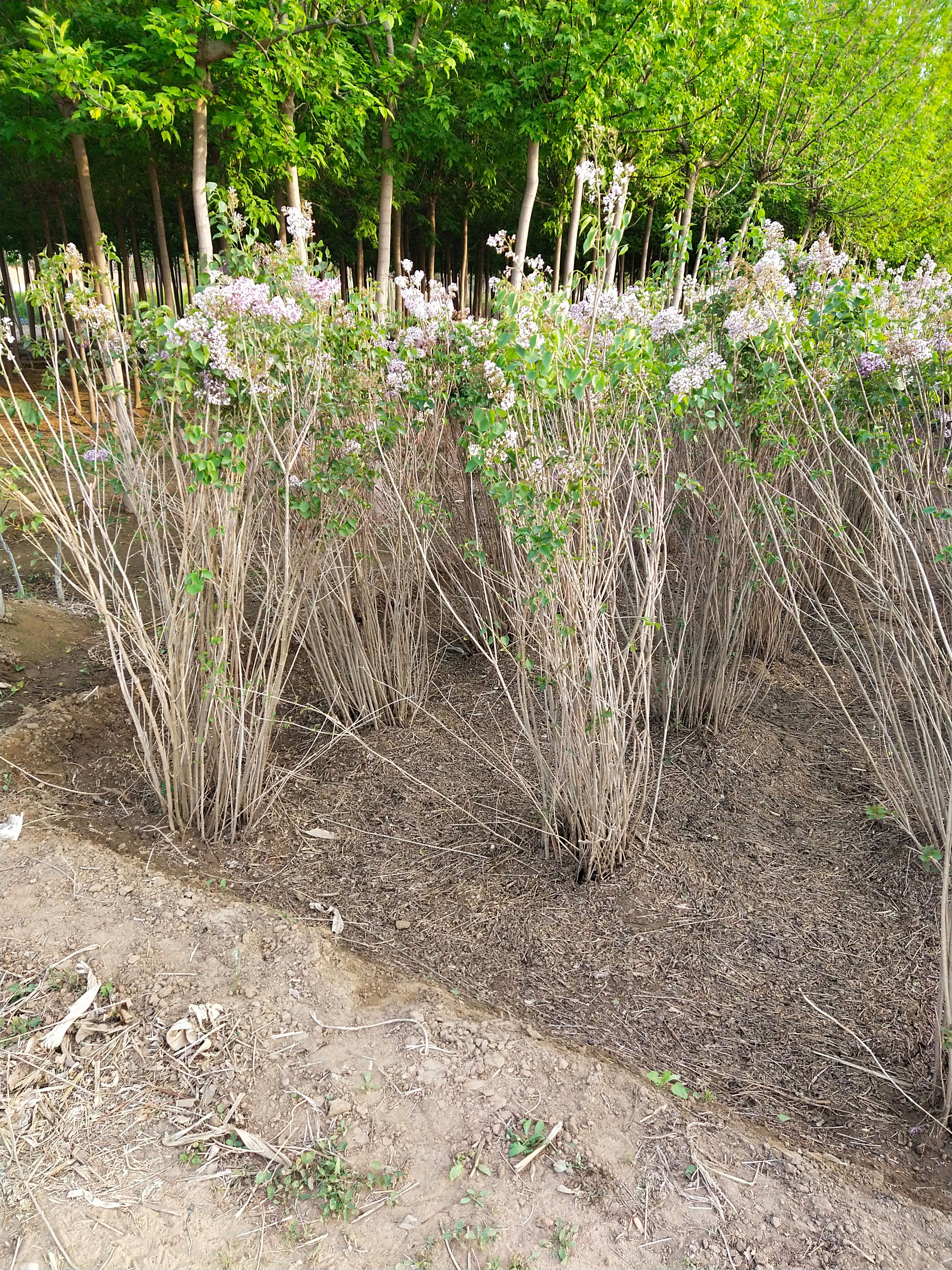  大叶紫丁香 丛生 多分枝 高度1－2.5米 苗圃直销！