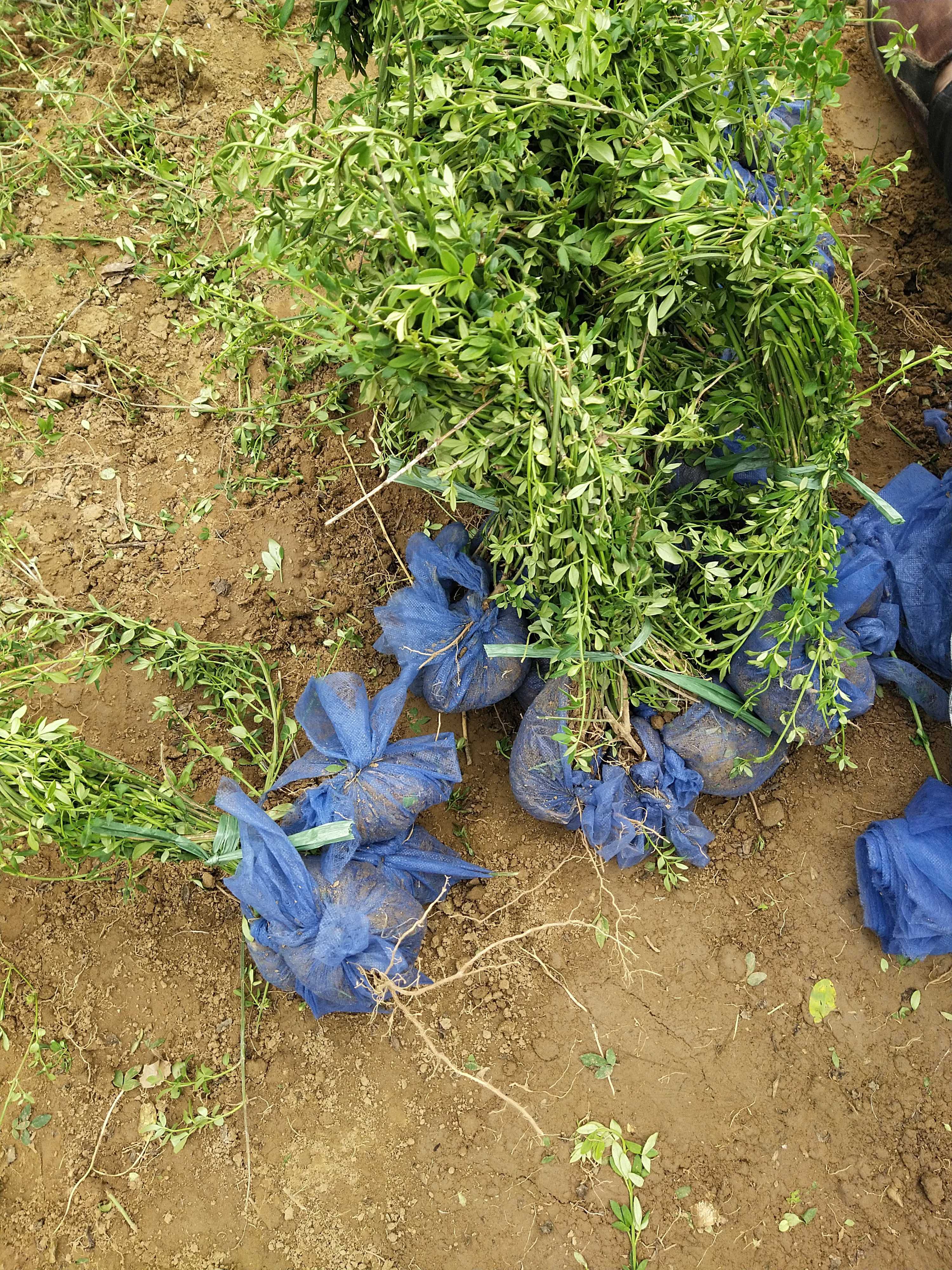 探春花 迎春花 绿篱苗木 受欢迎的绿篱苗 可大量出售