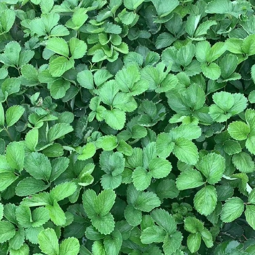 保定宁玉草莓苗 大叶宁玉草莓苗脱毒苗土球苗
