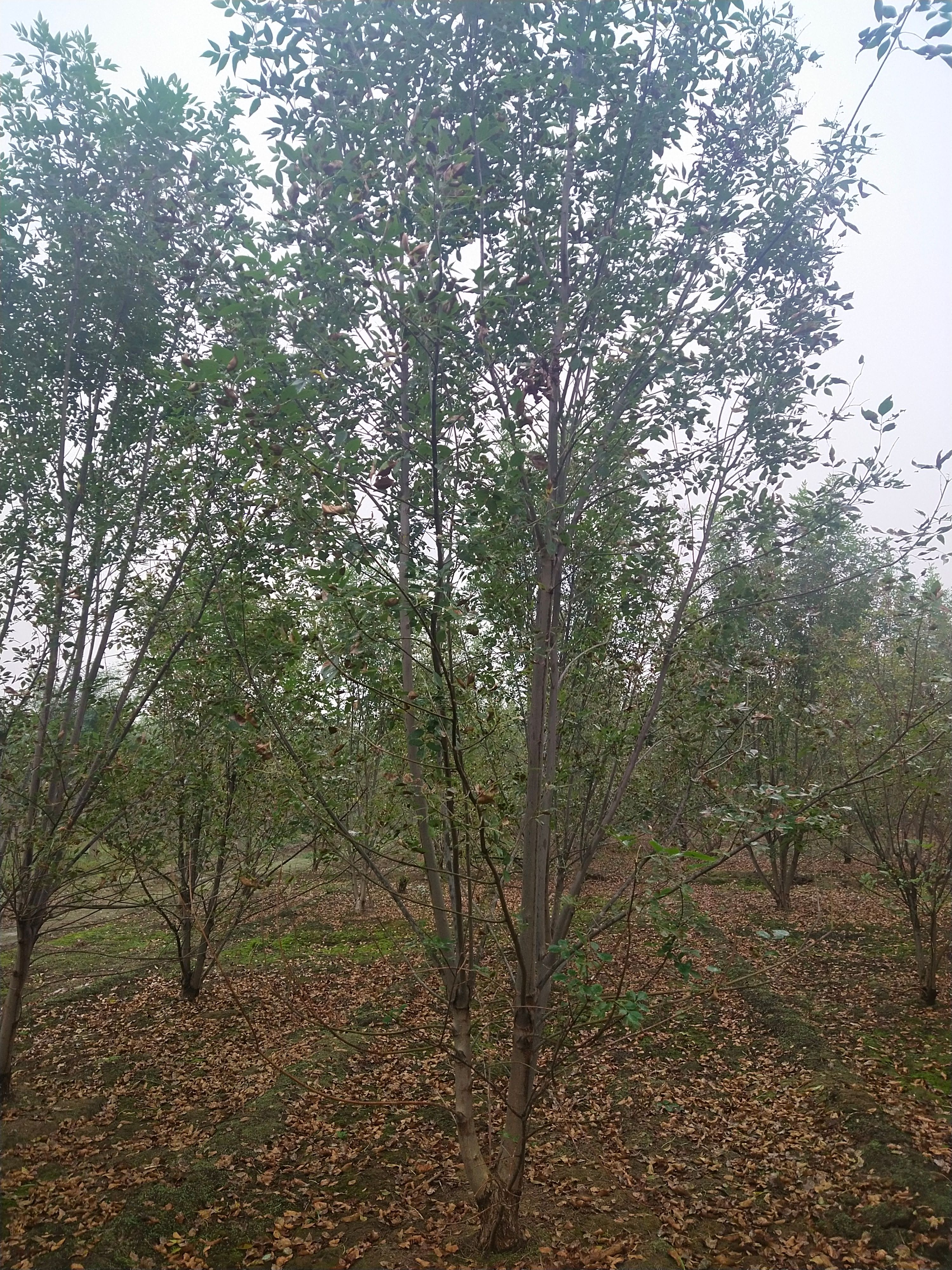  丛生白蜡 地产标志性绿化 大气上档次 3－10米高