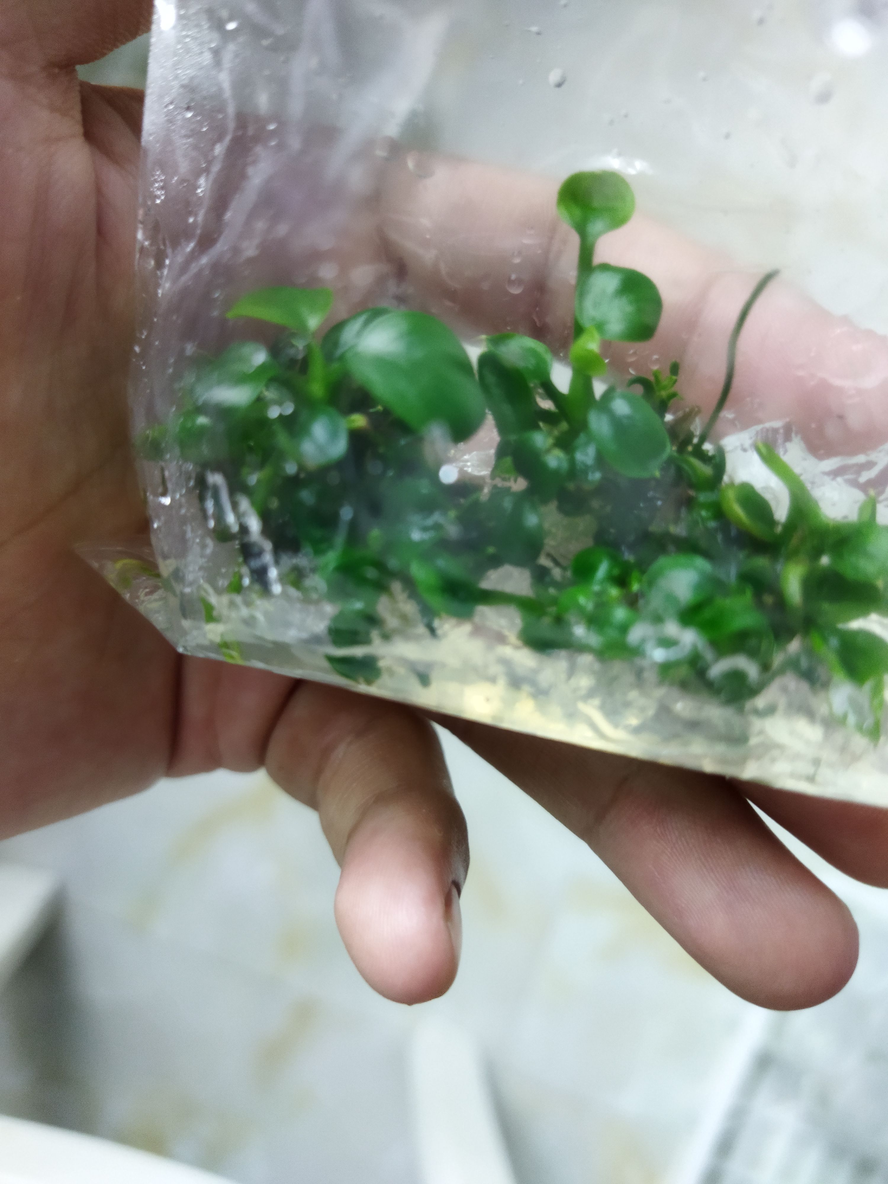 大叶榕 水族箱景观草，圆叶椒榕