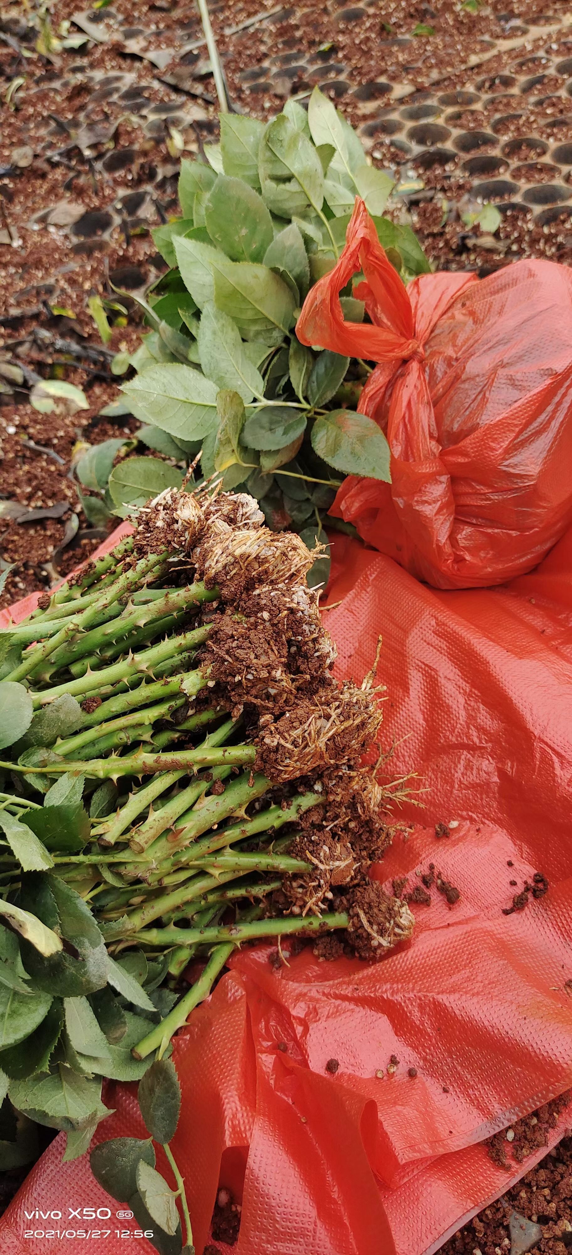 四季玫瑰  基地直供大花月季苗  黑魔术种苗  云南基地自产自销