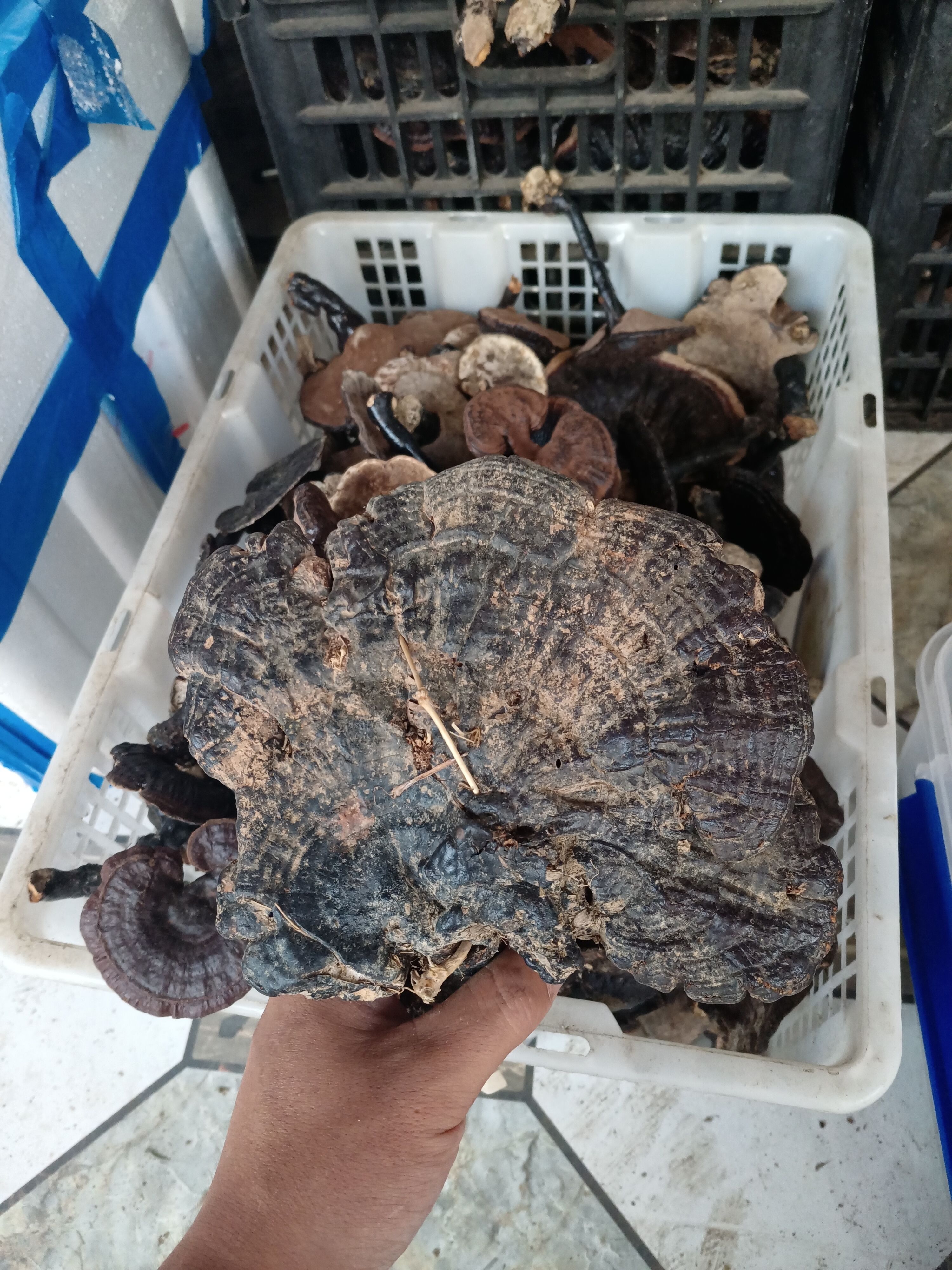 贵州纯黑灵芝，灵芝，金边灵芝，