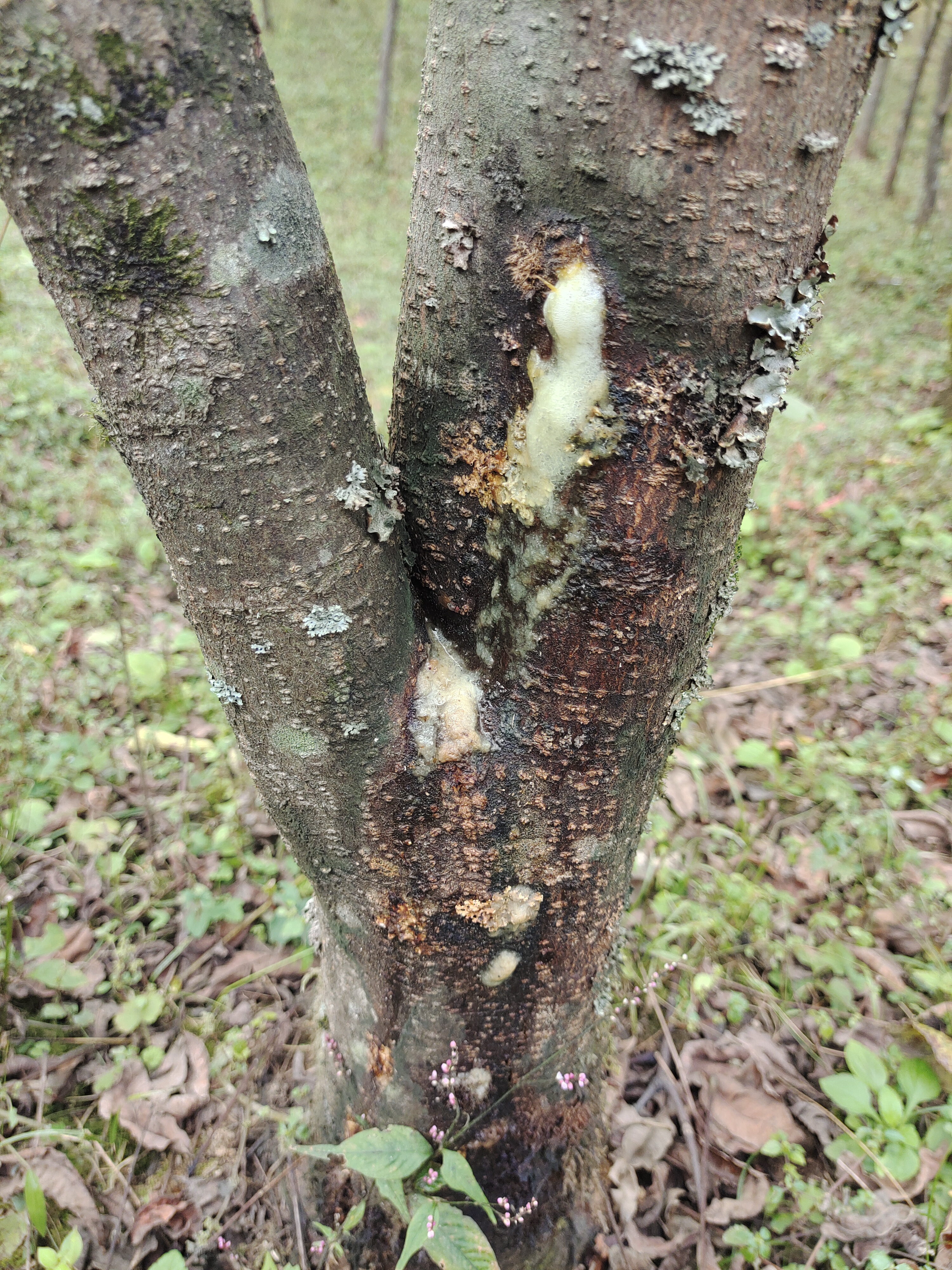 专家你好我在重庆种植了黄柏现在我这黄柏冒泡泡而且