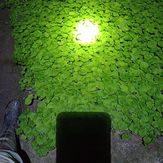 丹阳市 二月兰