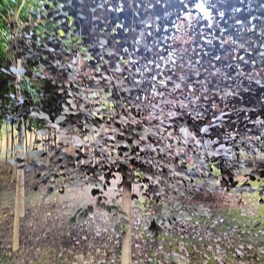 博野县紫叶稠李苗 紫叶稠李 5－12公分 苗圃量大出售！！
