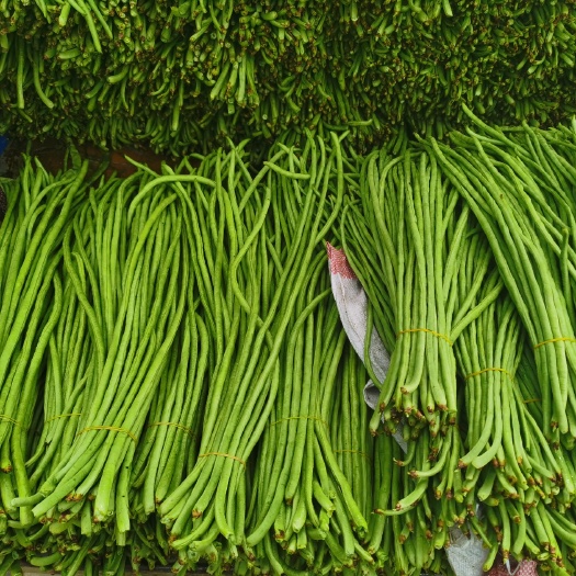 建水县长豇豆  云南精品豇豆（原产地），正值上市，长年代收，欢迎实地考察！