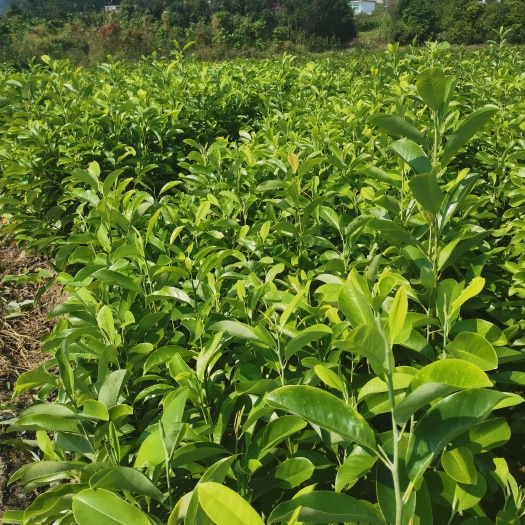 一年深山含笑小苗价格，会埠张家苗木基地供应，产地直销