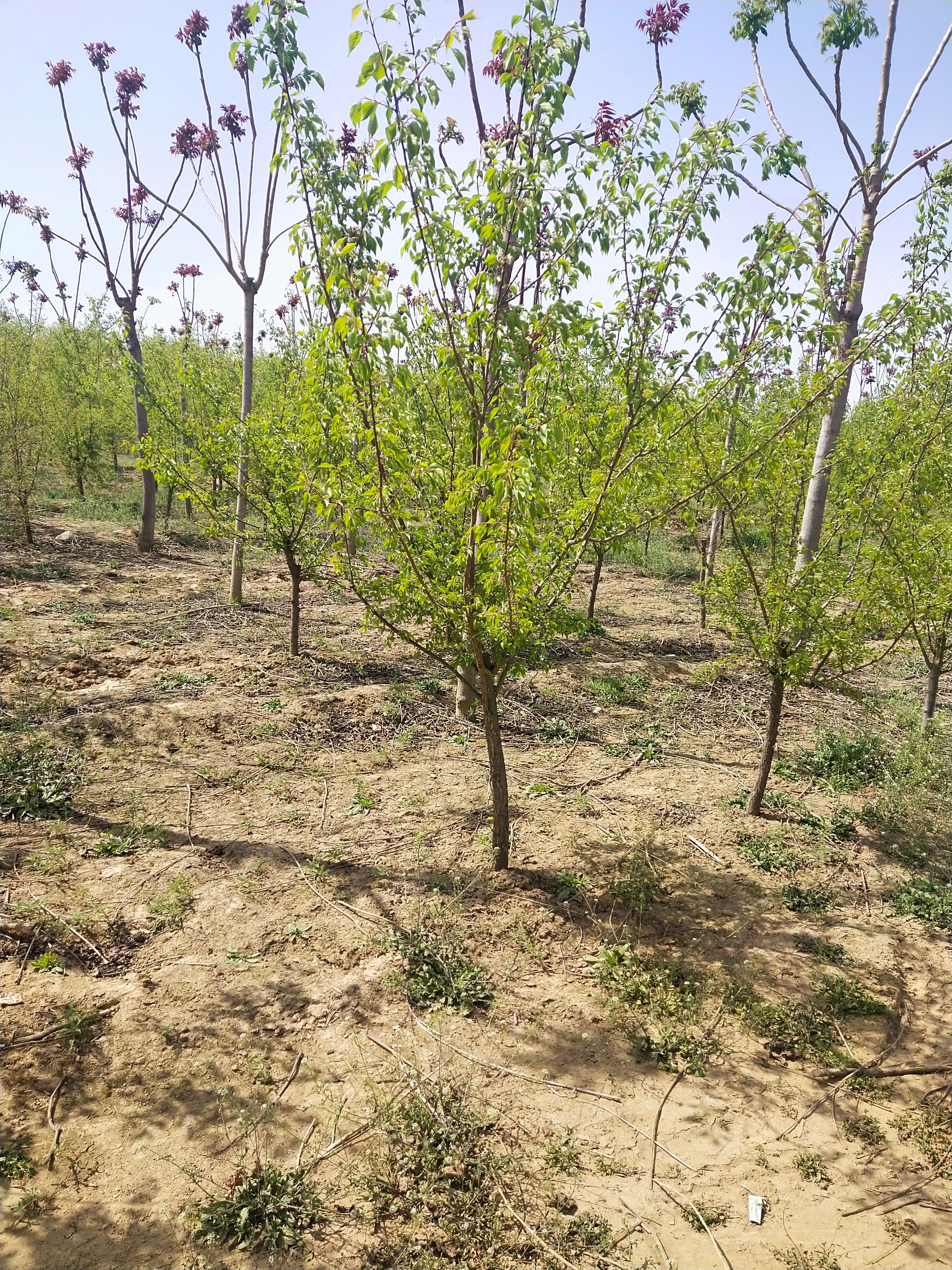 山杏苗 山杏树  3－15公分 苗圃直销 量大长年卖