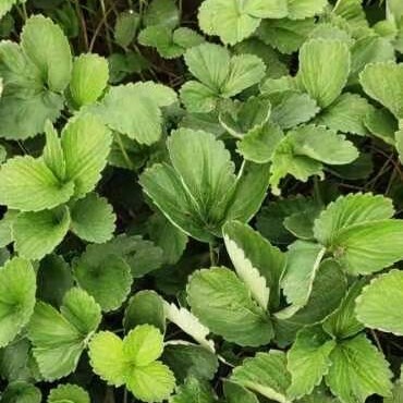 保定妙香7号草莓苗  天仙醉草莓苗 河北草莓苗 基地直发