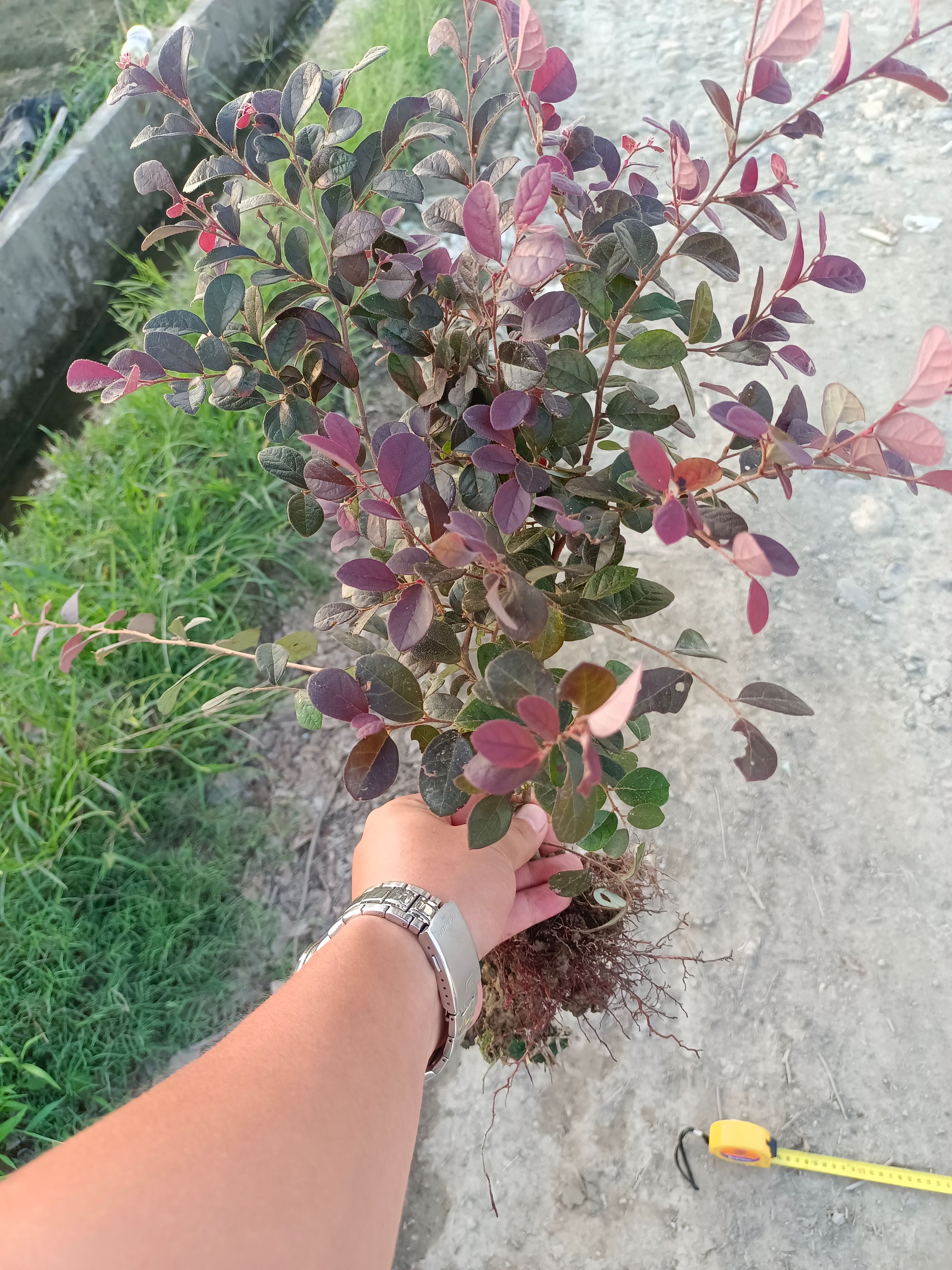 红花继木 杆子粗 分支多 黑珍珠 双面红