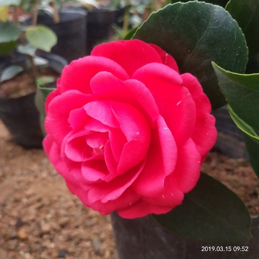 漳平市 茶花七巧茶花红色花朵室内庭院