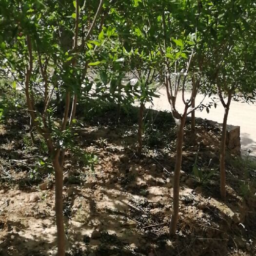 花石榴苗 大量出售四公分花石榴树