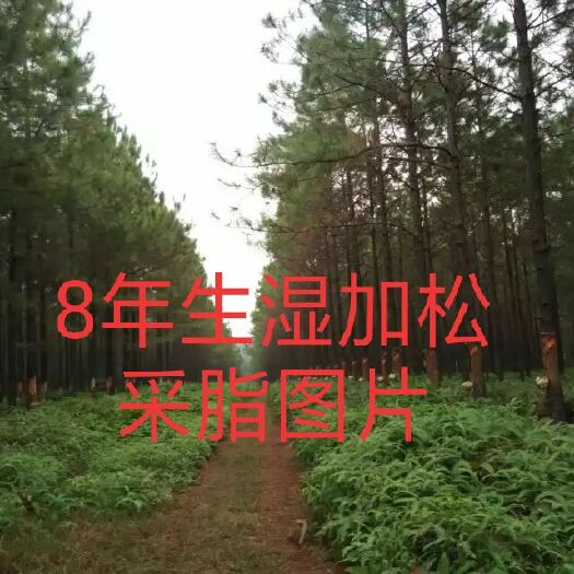 浦北县湿加松年长直径4厘米——代替桉树，预售(9月份下订单)