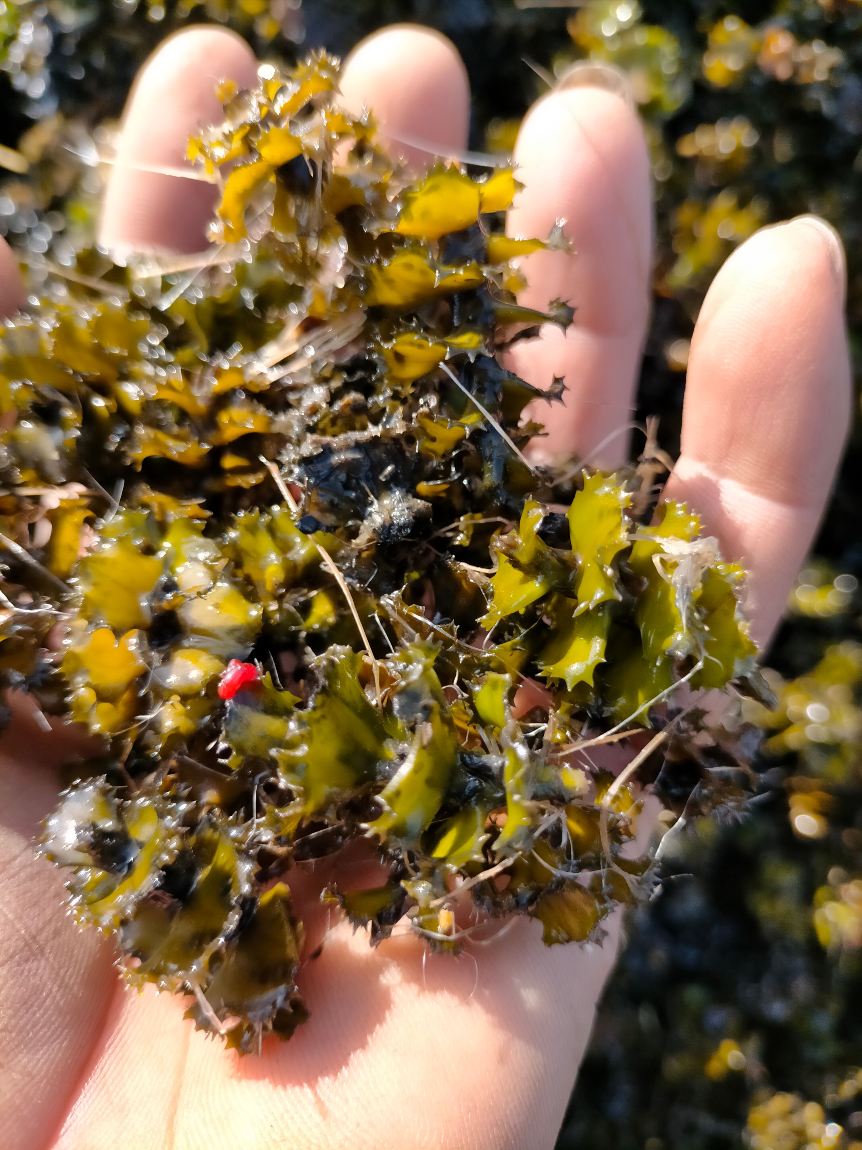 水葱      麦黄草