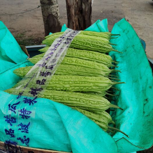 寿光市 寿光精品苦瓜，产地直发，质量优良。