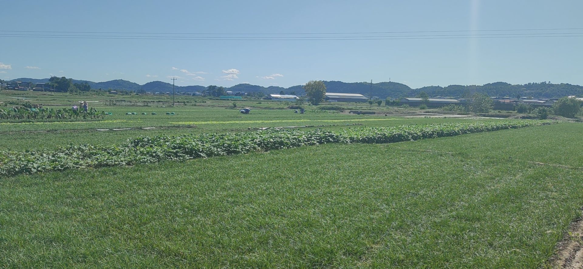 优质麦冬草、玉龙草，绿化用