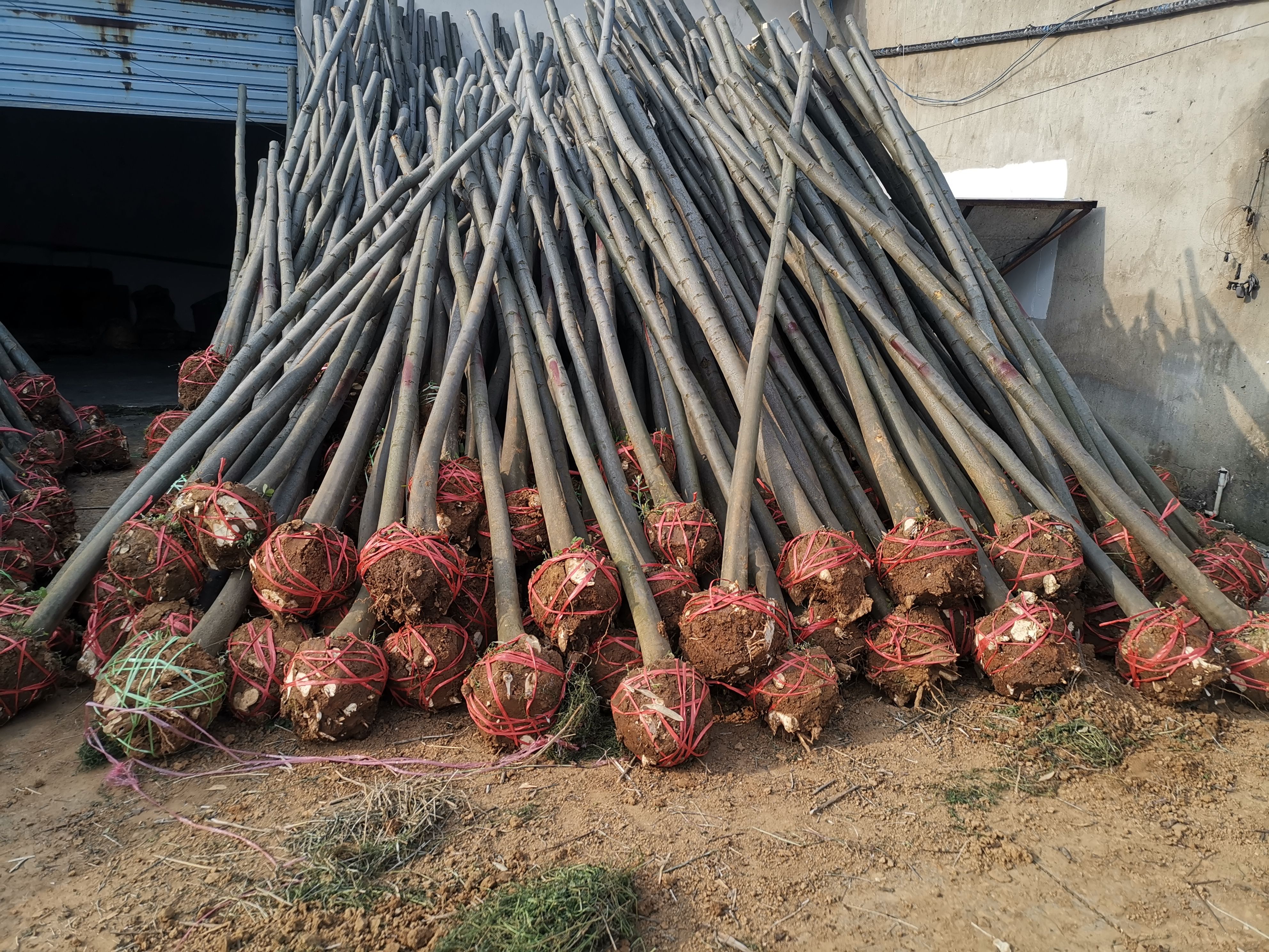 北栾  5-6-8-10公分栾树