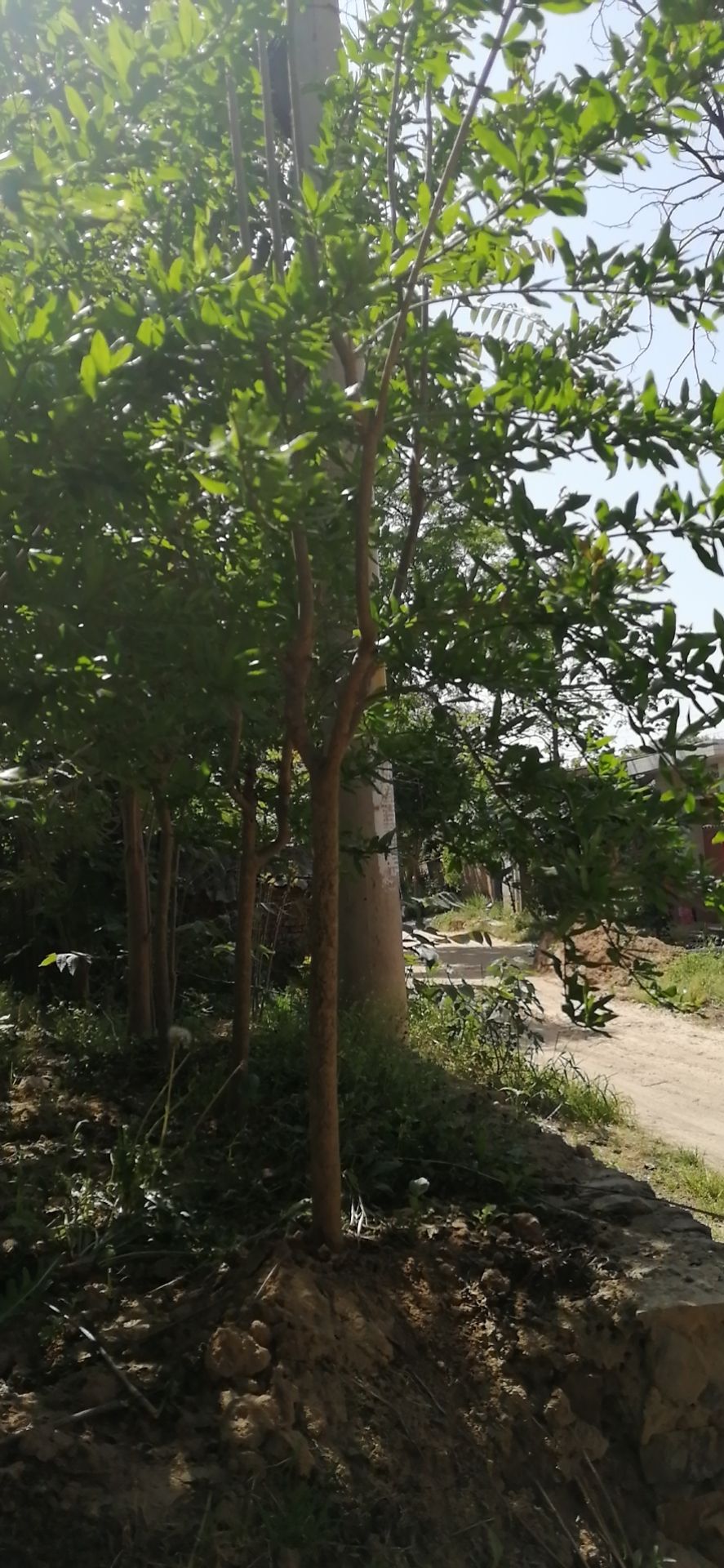 花石榴苗 大量出售四公分花石榴树