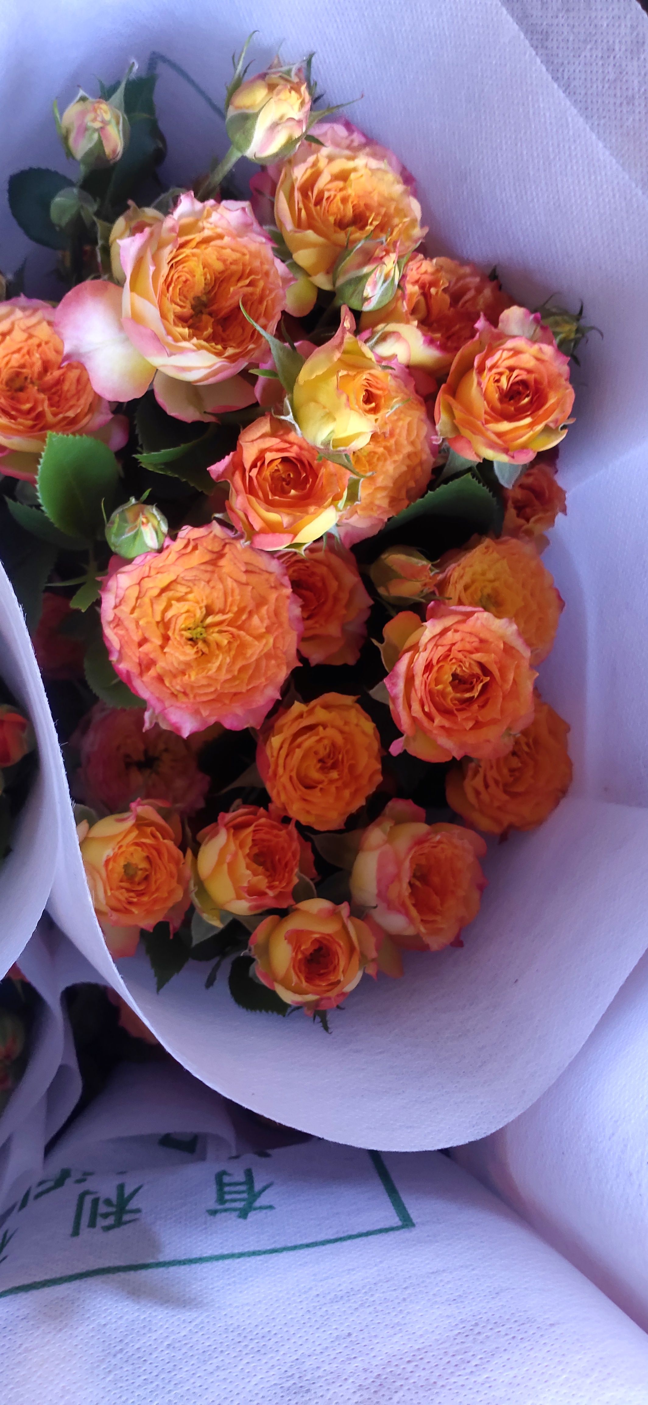 多头玫瑰浪漫爱人种苗  裸根苗   四季开花  成活率高