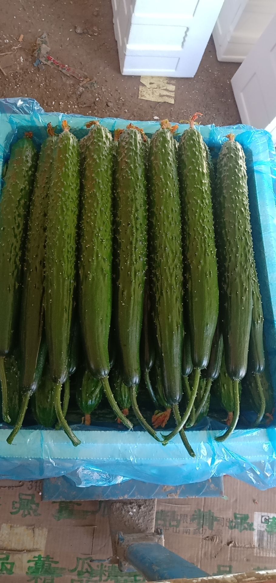 寿光好黄瓜，您值得拥有，22-30公分，条直花好，价格合理！