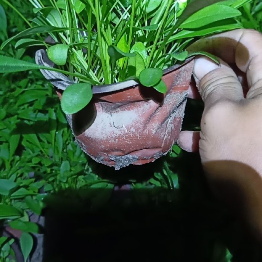 丹阳市金鸡菊苗 大花金鸡菊