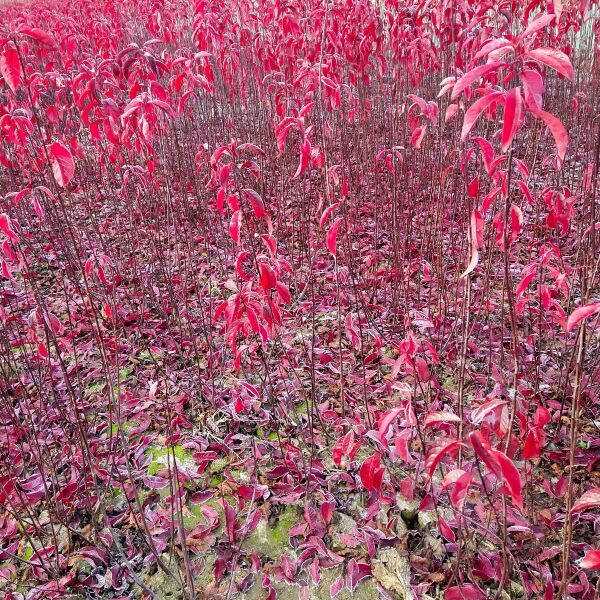  丛生红叶李 苗圃存货量大 60－100厘米高