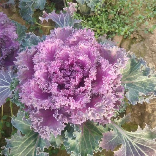 青州市 羽衣甘蓝，冬季抗寒草花