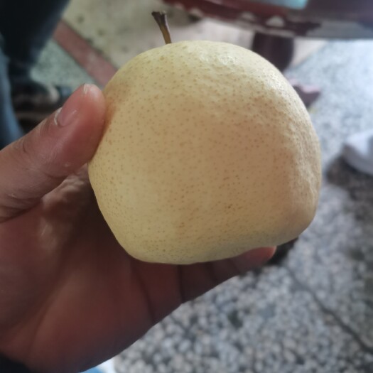 蒲城县陕西蒲城酥梨产地直发，品质高，价格低。