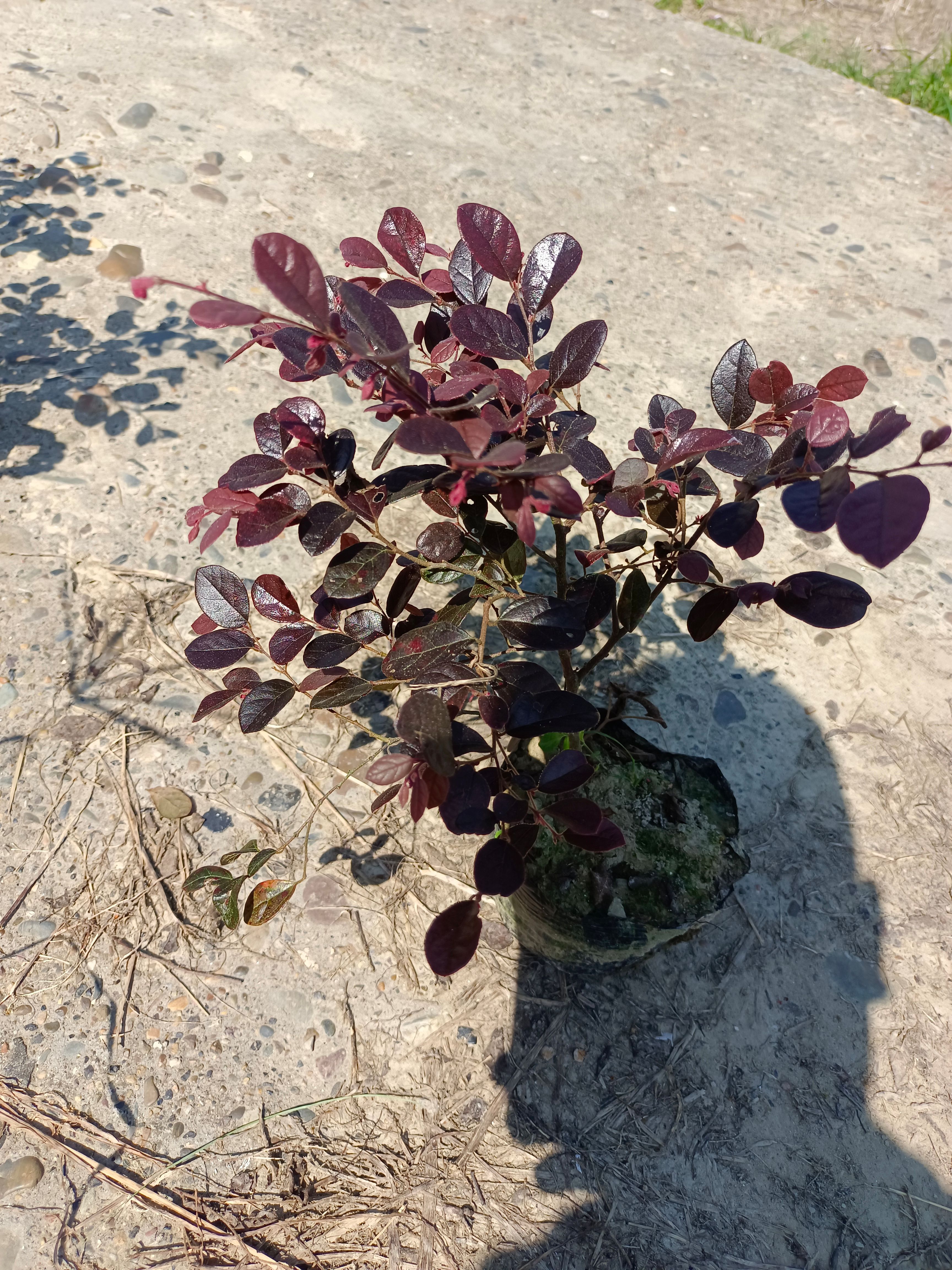 黑珍珠红继木  红花继木大杯 高度25－35 冠幅20－30