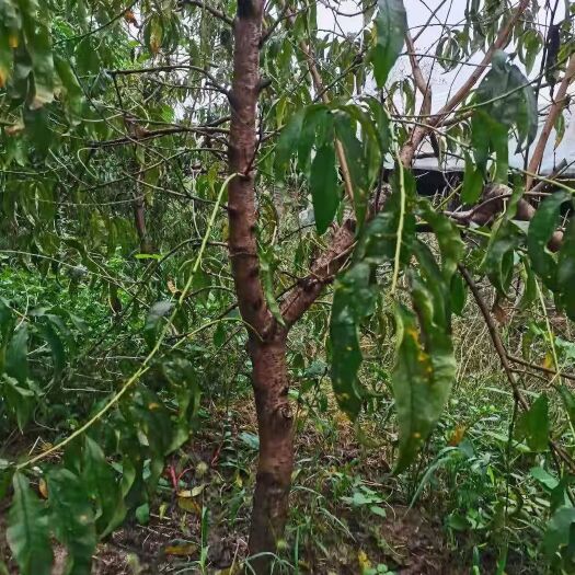  桃树苗
