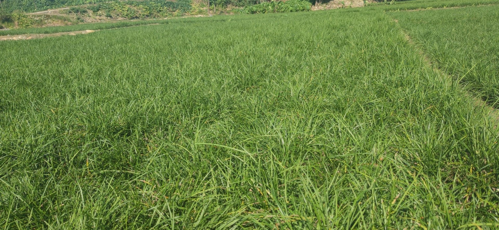 优质麦冬草、玉龙草，绿化用